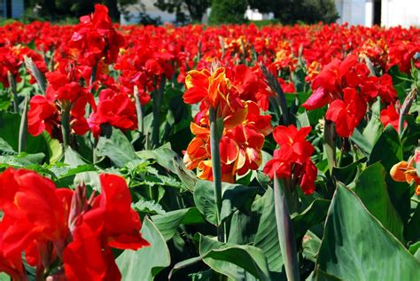 Division de rhizomes de cannas