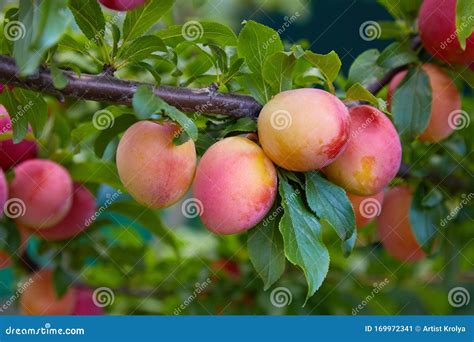 Gros plan sur des prunes rouges juteuses sur une branche d'arbre