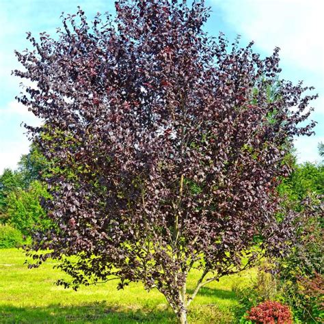 Arbre de prunier pourpre en pleine floraison avec des fleurs blanches et des feuilles rouge foncé