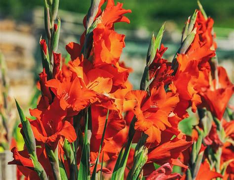 Glaïeul en pleine floraison avec une diversité de couleurs