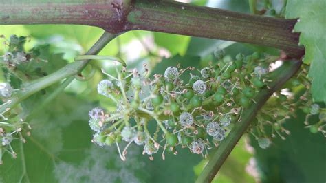Inflorescence de vigne affectée par le mildiou, présentant un
