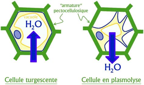 Schéma de la perte de turgescence dans une cellule végétale