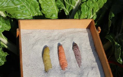 Stockage des carottes dans le sable