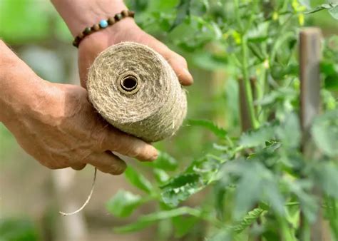 plants de tomates attachés avec de la ficelle de jute