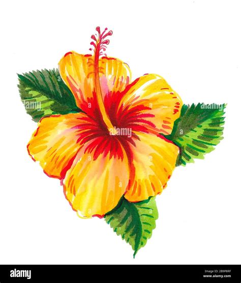 Illustration d'une fleur d'Hibiscus colorée