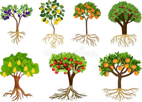 Illustration d'un mûrier fruitier avec des fruits mûrs