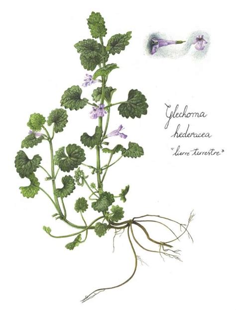 Illustration d'un plant de lierre terrestre