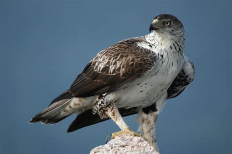 Aigle de Bonelli