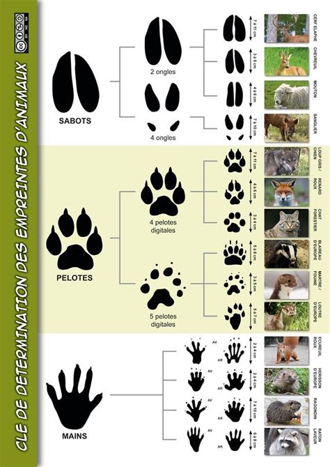 Empreintes d'animaux dans la terre
