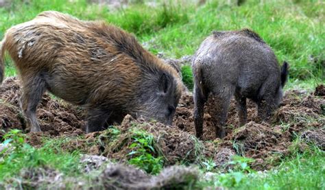 Sanglier retournant la terre