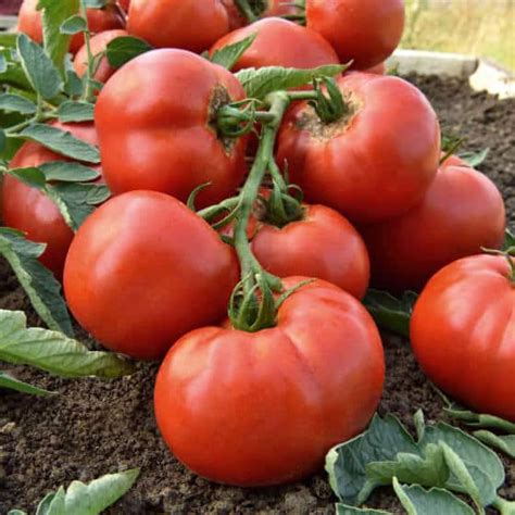 Tomate Cobra F1