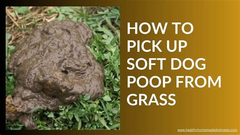 Dog poop on grass