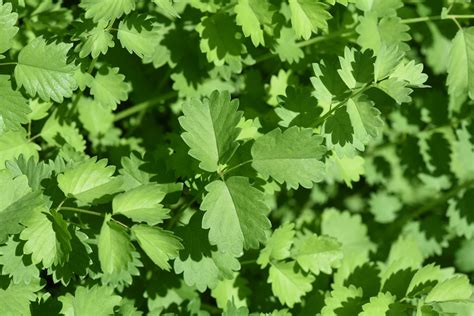 Plan rapproché des feuilles dentelées de la pimprenelle montrant leur structure composée