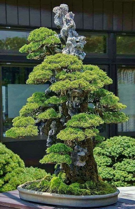 Arbre bonsaï japonais traditionnel