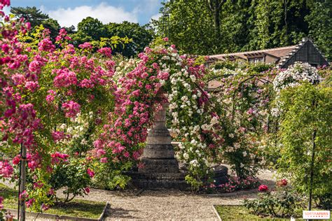Vue d'une roseraie en fleurs
