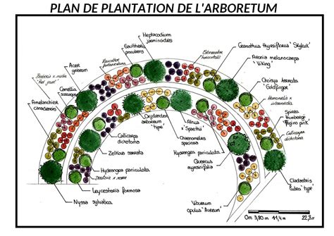 Exemple de plan de plantation d'un massif avec différentes hauteurs de plantes