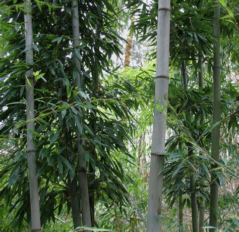 Détail des nœuds d'une canne de bambou Phyllostachys nigra Henonis