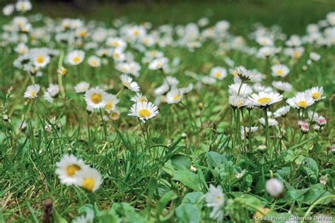 Pâquerettes fleurissant dans une pelouse