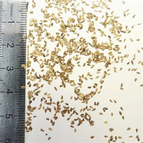 Graines de pâquerettes dans une main