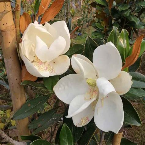 Différence entre la floraison des magnolias persistants et caducs