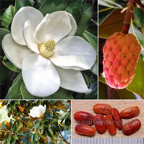 Comparaison de différentes variétés de Magnolia grandiflora