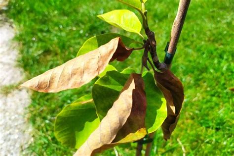 Méthodes de gestion des feuilles de Magnolia