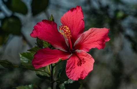Gros plan d'une fleur d'hibiscus rosa-sinensis rouge vif