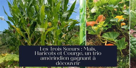 Représentation artistique des trois sœurs : maïs, haricot, courge