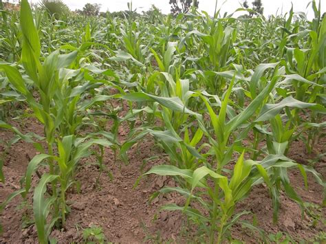 Champ de maïs en croissance avec des plants de courges à leur base