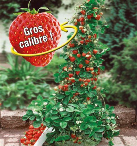 Schéma illustrant la plantation d'un fraisier grimpant avec un support
