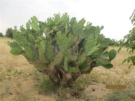 jardin méditerranéen avec un grand Figuier de Barbarie en pleine floraison