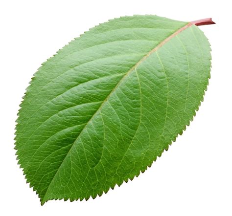 Illustration d'Eulithis prunata sur une feuille de prunier