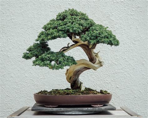 Exemple de bonsaï 