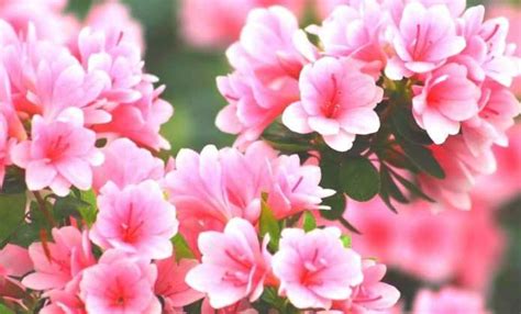 Variétés de rhododendrons et azalées