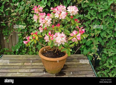Rhododendron nain en pot