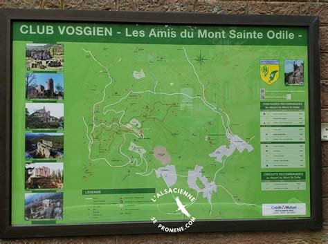 Vignoble alsacien au pied du Mont Sainte-Odile