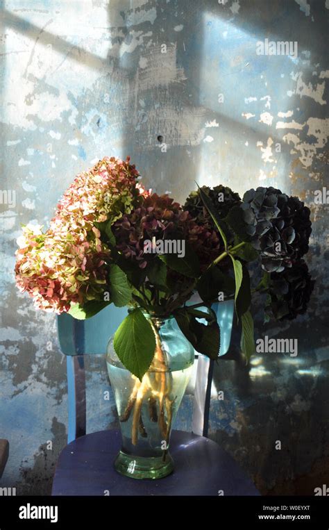 Hortensias bleus dans un vase transparent