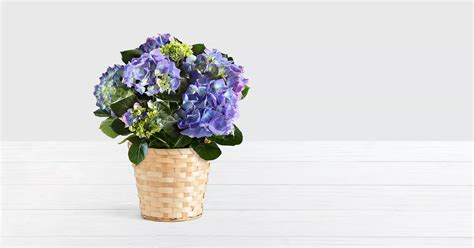 Vase en céramique avec des hortensias bleus