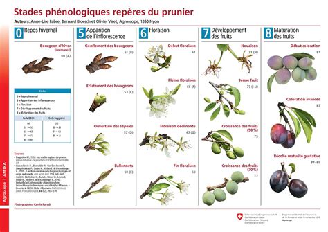 Cycle de fructification du prunier
