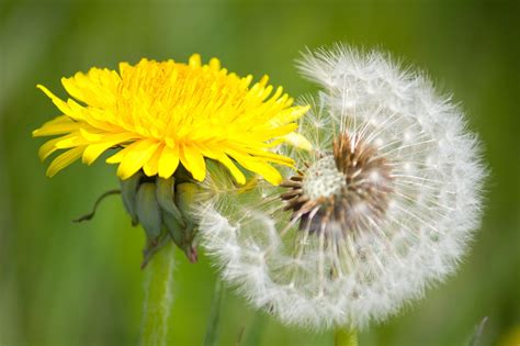 Photographie d'un pissenlit en fleur