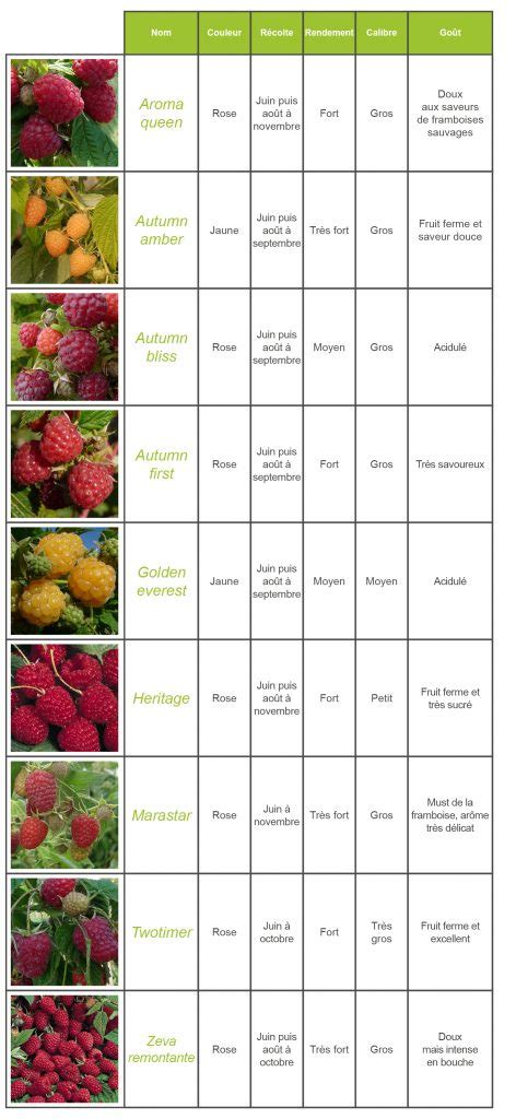 tableau comparatif framboisiers remontants et non-remontants