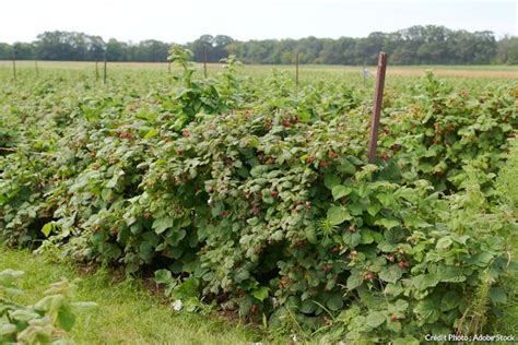 Plan de framboisiers avec des rejets clairement identifiés
