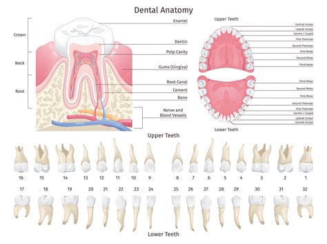 Diagramme du système dentaire humain montrant dents, gencives et mâchoire