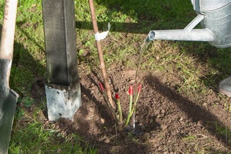 Préparation du trou de plantation pour un rosier grimpant