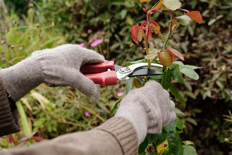 Outils de taille pour rosiers