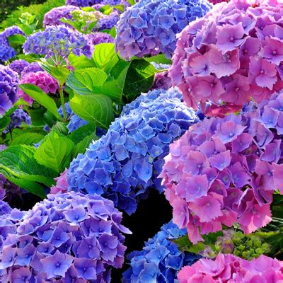 Comparaison des formes de fleurs d'hortensia (boules, plates, panicules)