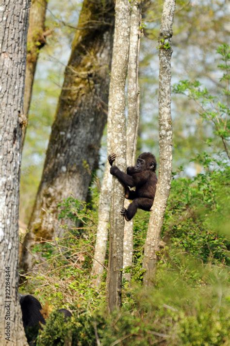 Gorille grimpant dans un arbre