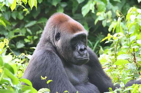 Gorille de l'Ouest dans son habitat