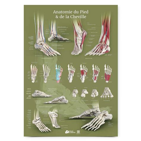 Diagramme anatomique de la main et du pied d'un gorille