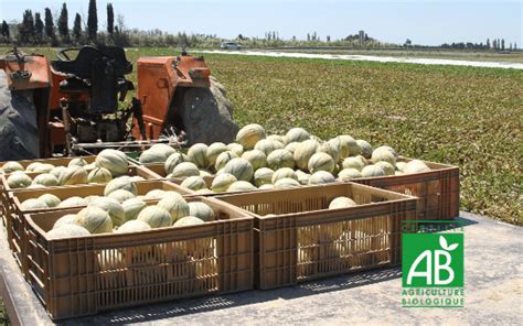 Champs de melons en Vendée